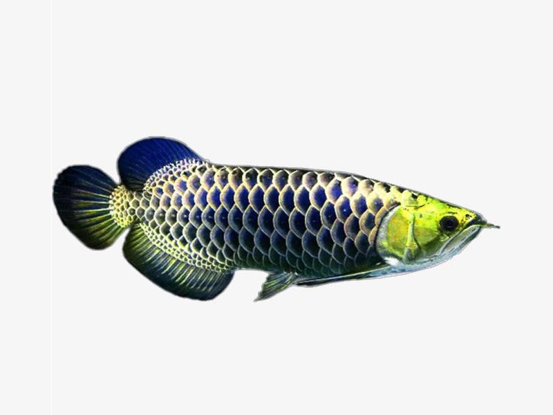 San Miguel Golden head blue bottom Golden Arowana