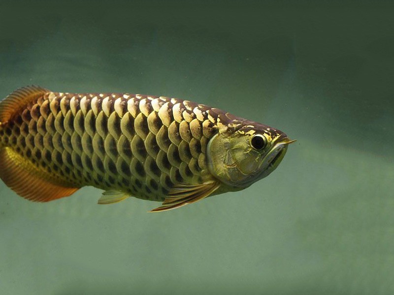 San Miguel Golden Arowana with chocolate base