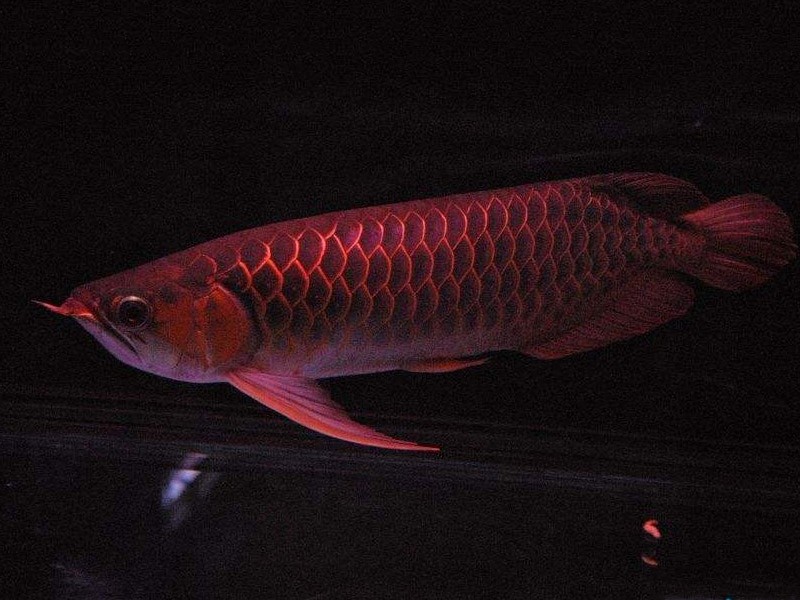 San Miguel Red arowana with thin frame