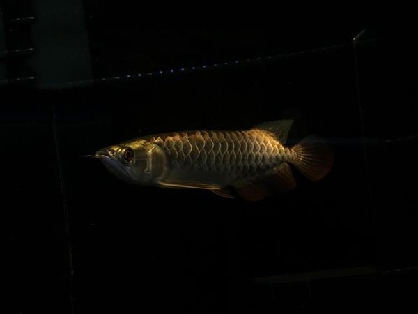 San Miguel Fine framed Golden Arowana