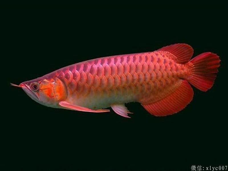 San Miguel Chili Red Arowana