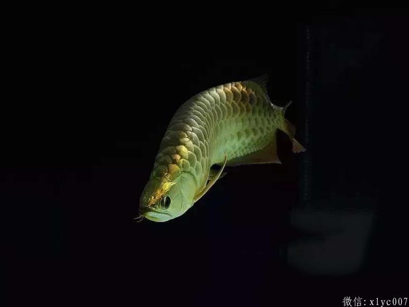 San Miguel B over gold arowana