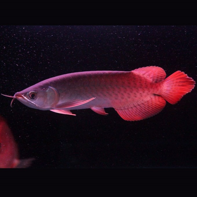 San Miguel Indonesian Red Arowana