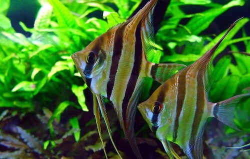 San Miguel Angelfish